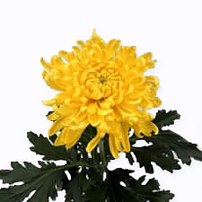 Хризантема одноголовая Tom pearce yellow
