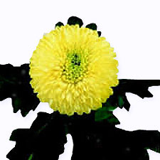 Хризантема одноголовая Boris becker yellow