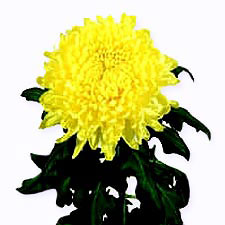 Хризантема одноголовая Yellow wonder
