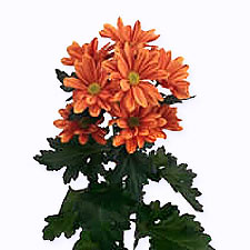 Хризантема кустовая Artist orange