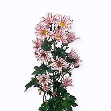 Хризантема кустовая Artist pink