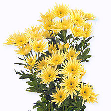 Хризантема кустовая Delianne yellow