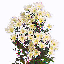 Хризантема кустовая Delianne