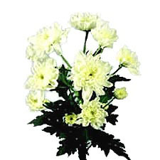Хризантема кустовая Fiji white