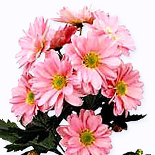 Хризантема кустовая Granada pink