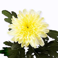 Хризантема одноголовая Zembla cream