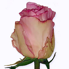 Роза Dolche vita