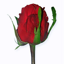 Роза Red unique
