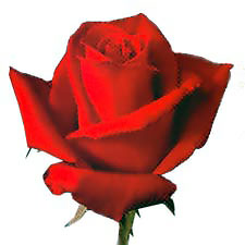 Роза Royal massai